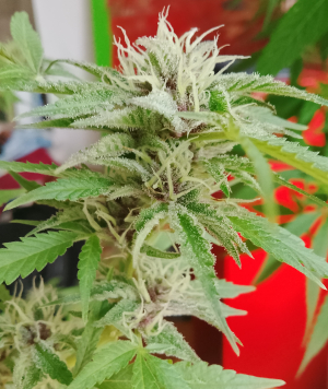 An image of Cherry Cookie Breath