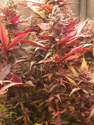 Rozay's picture by Housemeister