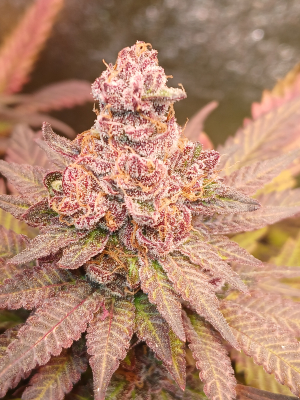 Rozay's picture by Housemeister