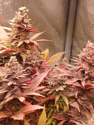 Rozay's picture by Housemeister