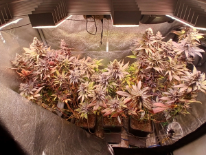 Rozay's picture by Housemeister