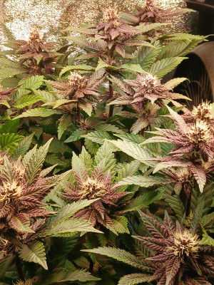 Image #17012633475843198