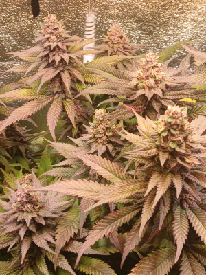 Image #30122565180171249