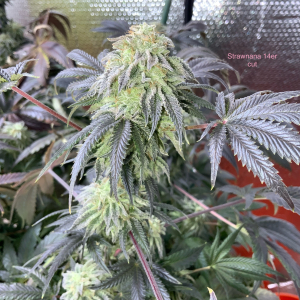 Image #25122578803112658