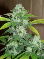 An image of Sour Diesel IBL