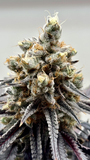 An image of Bubba Kush S1