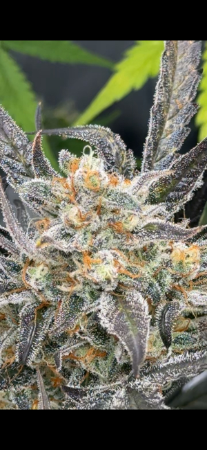 An image of Radical Juice Auto