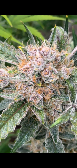 An image of Radical Juice Auto