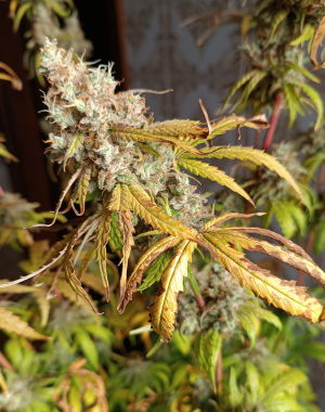 Ripper Haze's picture by goldenskunk