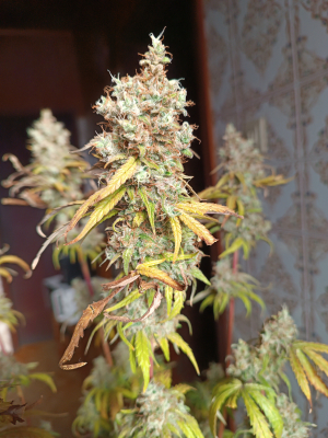 Ripper Haze's picture by goldenskunk