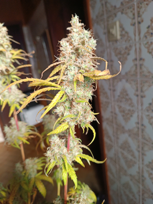 Ripper Haze's picture by goldenskunk