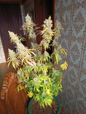 Ripper Haze's picture by goldenskunk