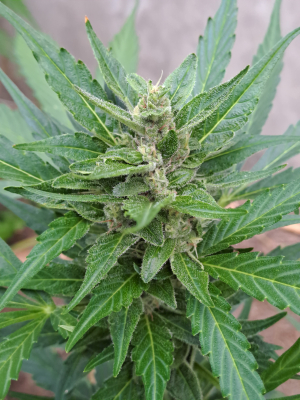 An image of Sour Ripper Auto