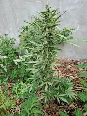An image of Sour Ripper Auto