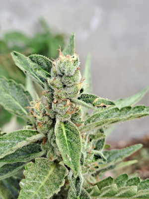 Image #22112525892358949