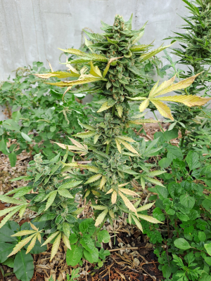 An image of Sour Ripper Auto