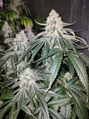 An image of Zombie Bride