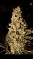 An image of Zombie Kush