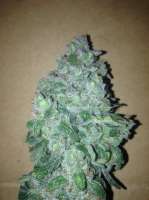 An image of Amnesia Haze Automatic