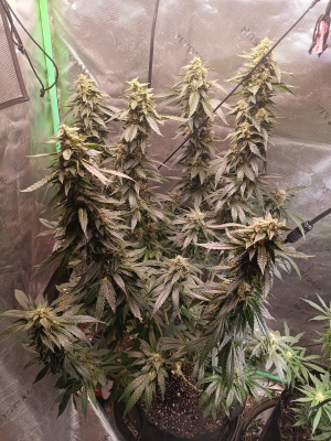 An image of Dynamite Diesel