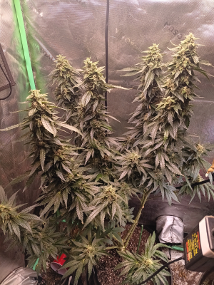 An image of Dynamite Diesel