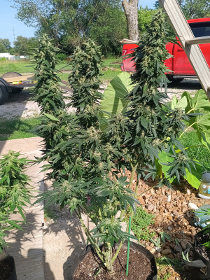 An image of Dynamite Diesel