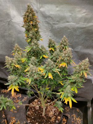 An image of Milky Way