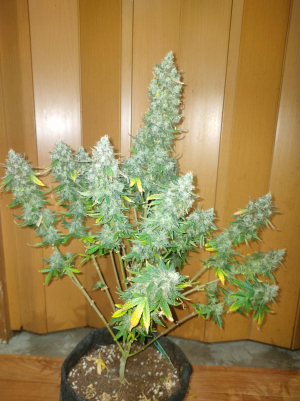 An image of Milky Way