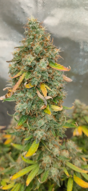 An image of Milky Way