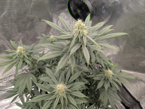 Image #07012681460512048