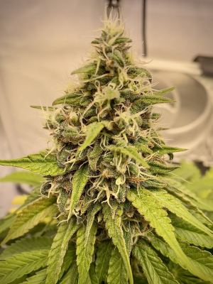 Special Kush #1's picture by jayhdm