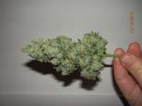 An image of White Widow