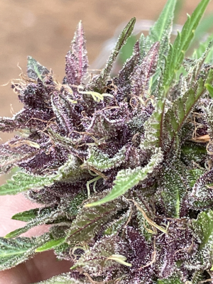 An image of Death Star Mainline OG x Black Cherry Cheesecake Cookies