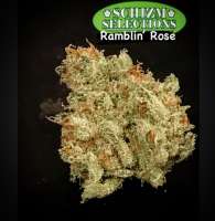 An image of Ramblin’ Rose