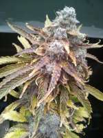 An image of Blackberry Gum Autoflower