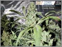 An image of Candy Dawg Autoflower