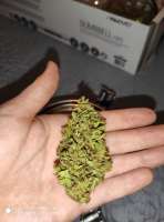 An image of Santa Marta Haze Autoflower