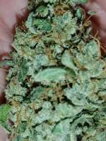 An image of Santa Marta Haze Autoflower