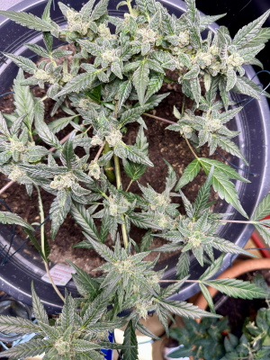 Santa Marta Haze Autoflower's picture by Nic58