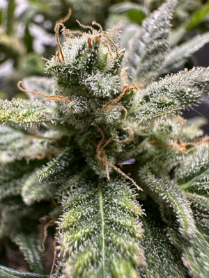 Santa Marta Haze Autoflower's picture by Nic58