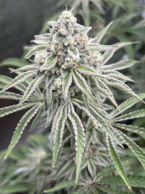 Image #29112559519128426