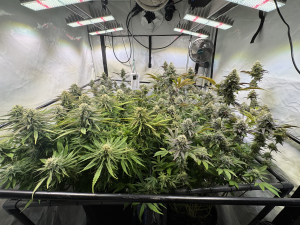 Georgia Pie's picture by WalterGreen