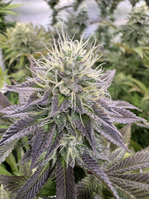 Georgia Pie's picture by WalterGreen