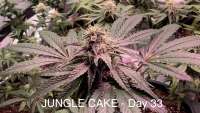 An image of Jungle Cake