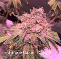 An image of Jungle Cake