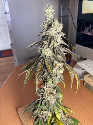 An image of Kush Mints