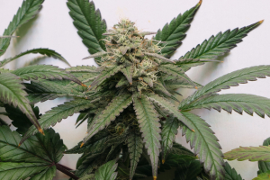 LA Kush Cake's picture by Turbothorsten