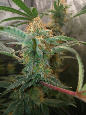 An image of Fuel D.OG