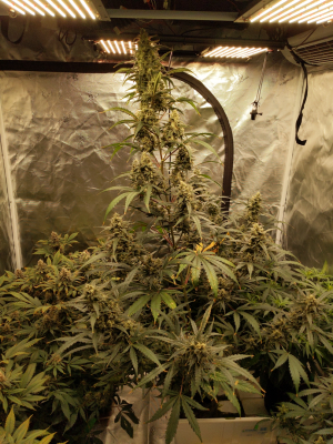 An image of Lemon Cheese Haze