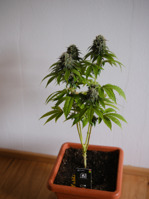 An image of Critical Runtz